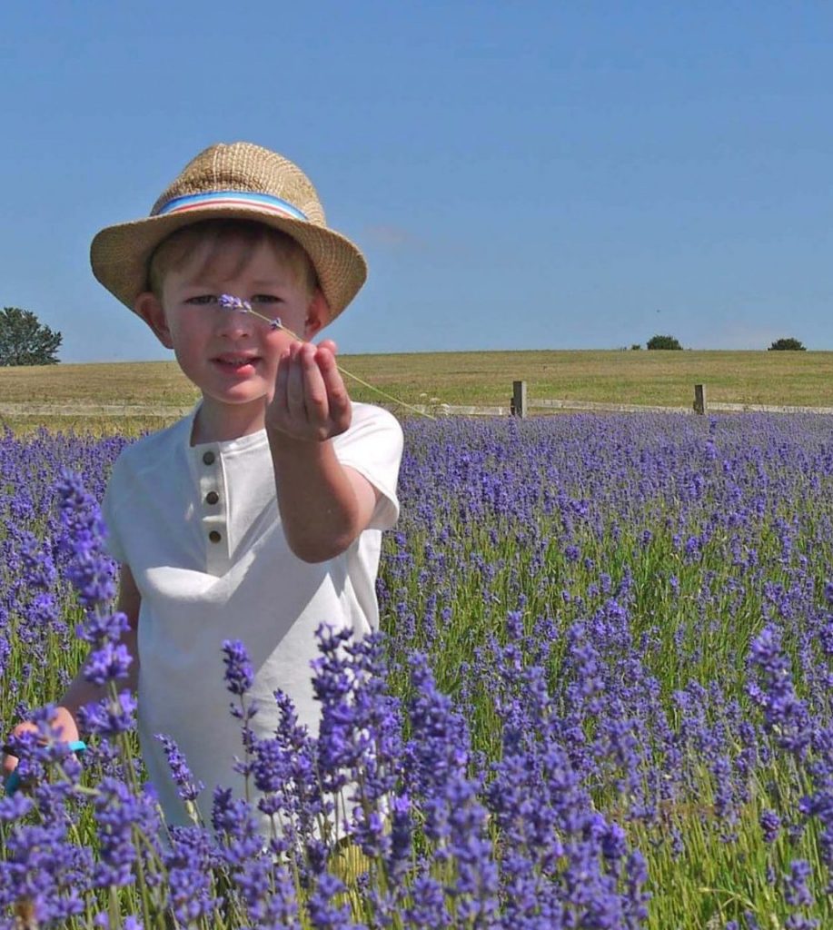 hitchin lavender fields in the summer